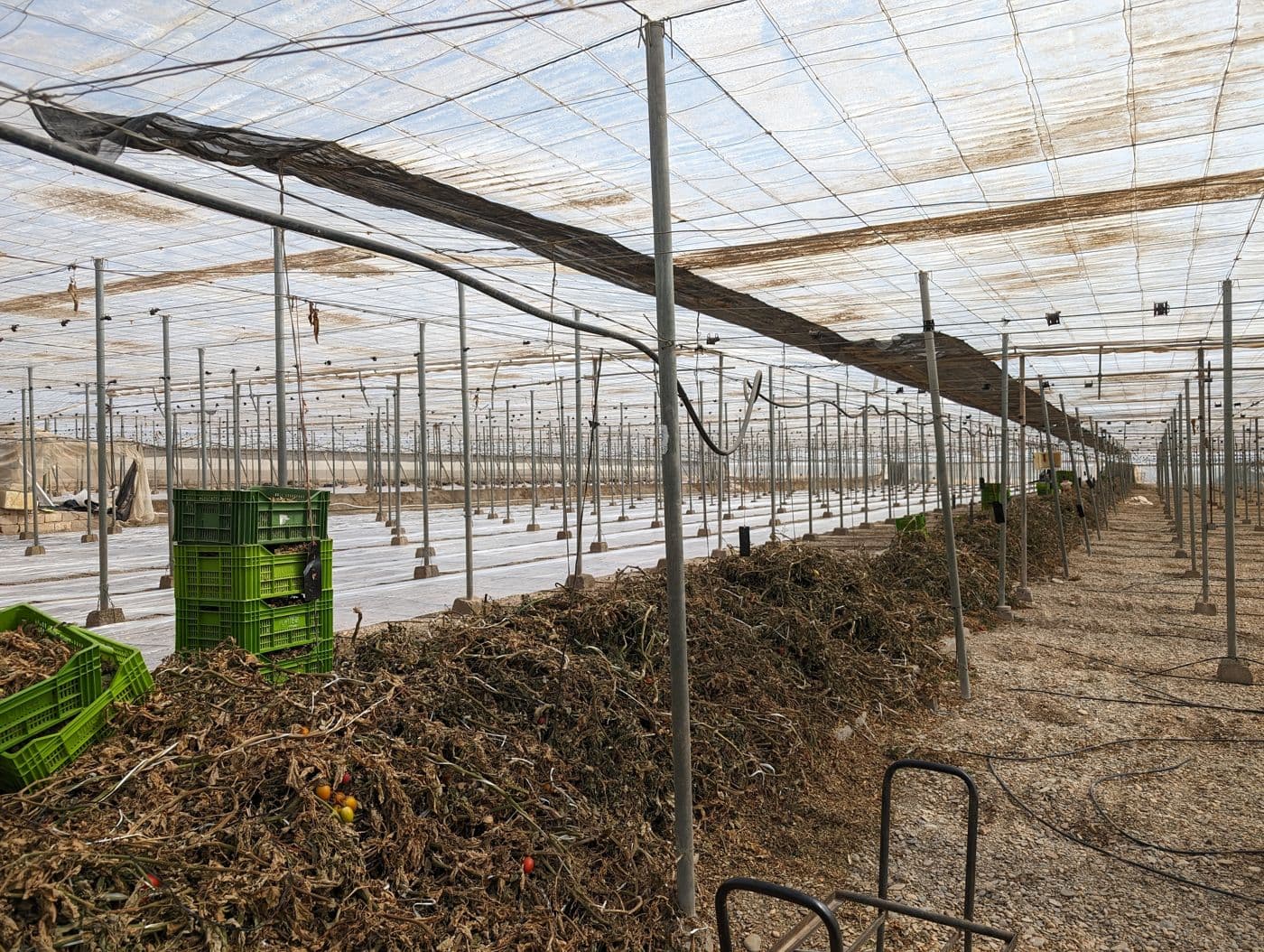 Cultivo hortícola bajo invernadero de plástico en Almería