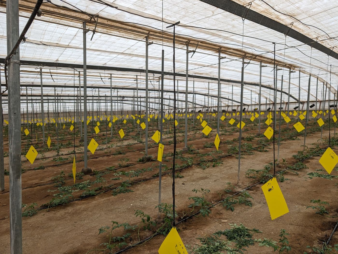 Interior de invernadero con cultivo en el Campo de Dalías