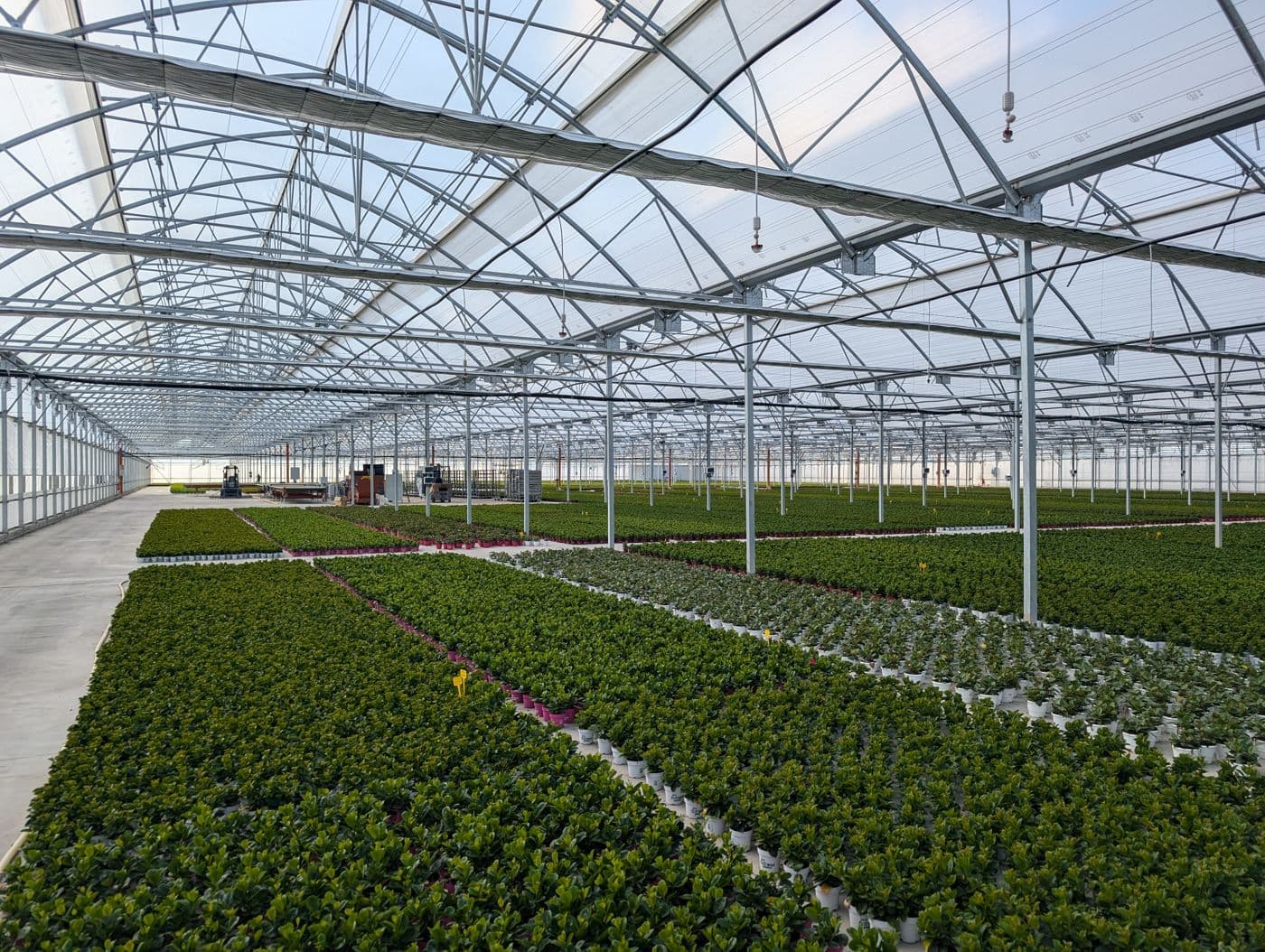 Interior de invernadero de parral con cultivo de pimiento en el poniente almeriense