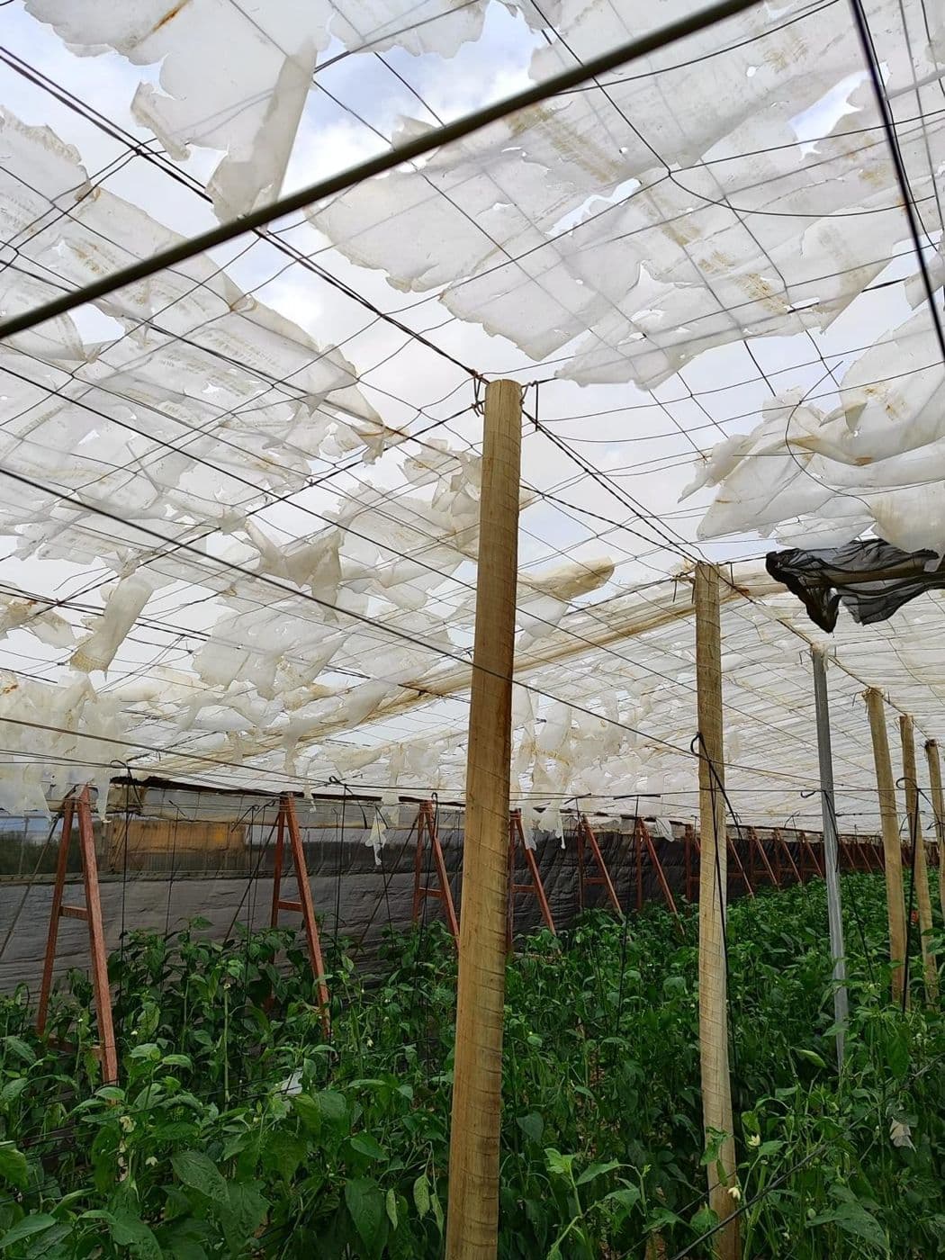 Daños por la DANA de octubre de 2024: agua e inundación entre las líneas de cultivo de un invernadero de El Ejido